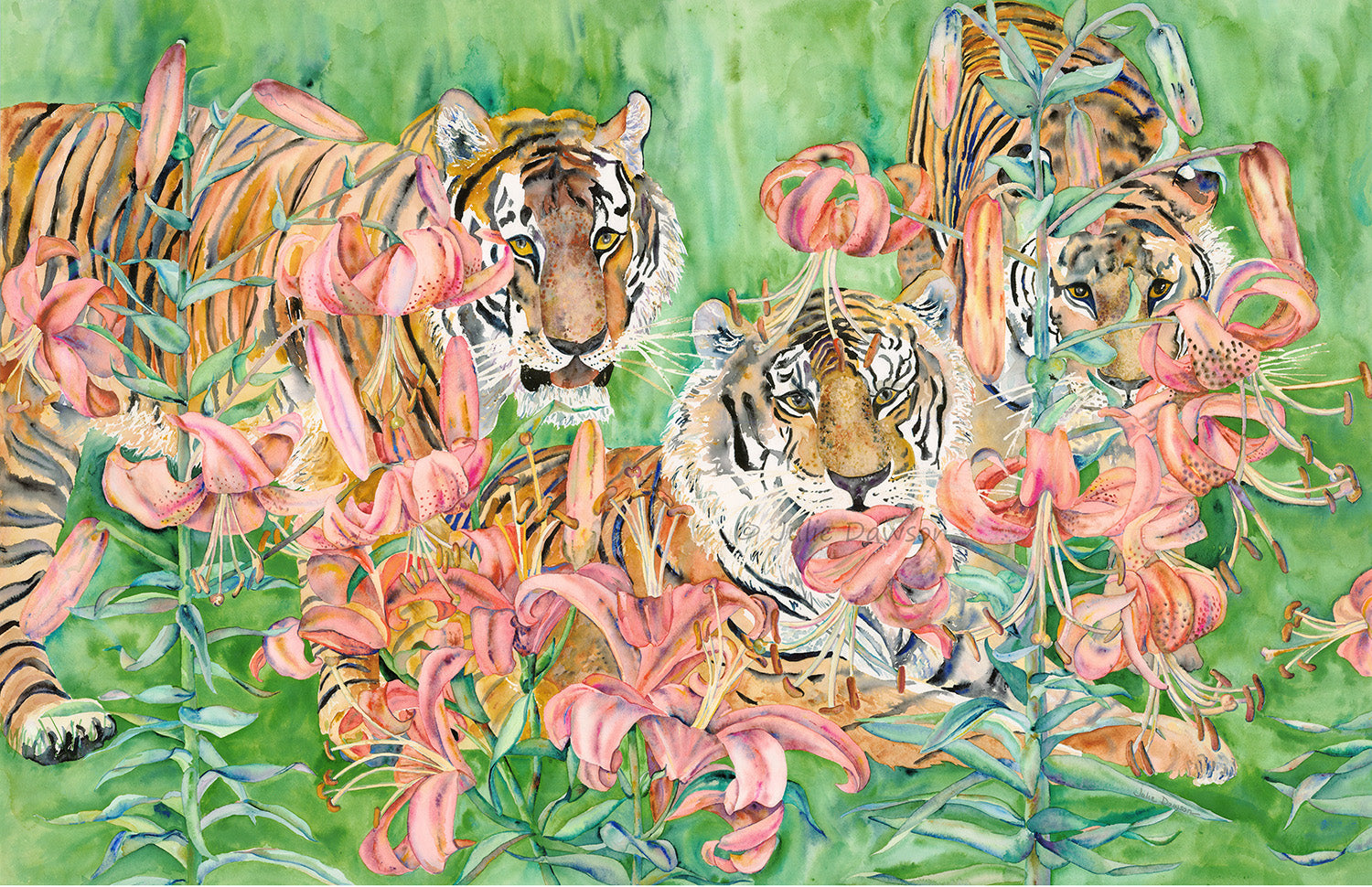 art of zoo tiger lily Tigers in Tiger Lilies Reproduction – Julie Dawson Art and Design